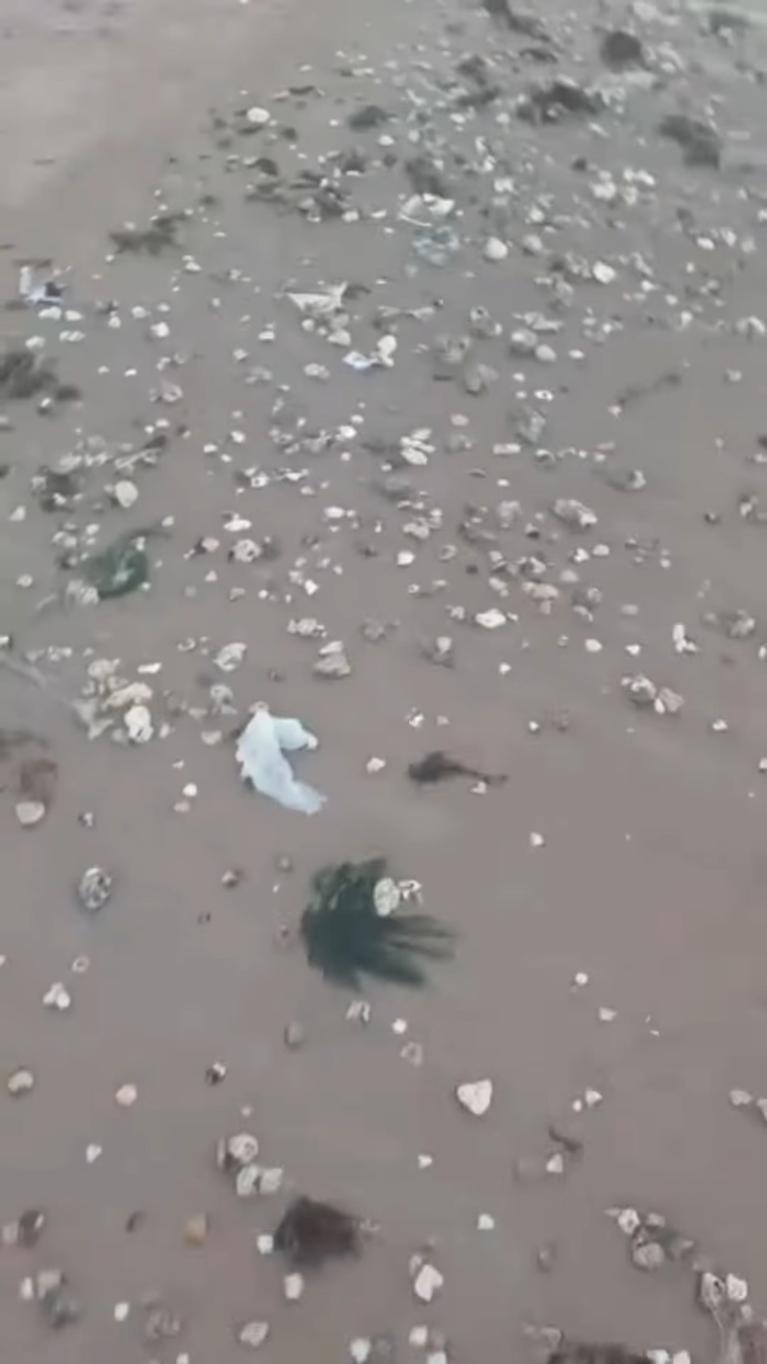 Pedaços de plástico misturados às conchas na areia da praia