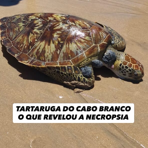 Tartaruga marinha encontrada na praia do Cabo Branco